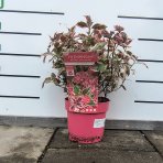 Hortenzia pílovitá (Hydrangea serrata) ´EUPHORIA PINK´ - výška 25-35 cm, kont. C3L 